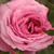 Pink - Park rose - Abrud